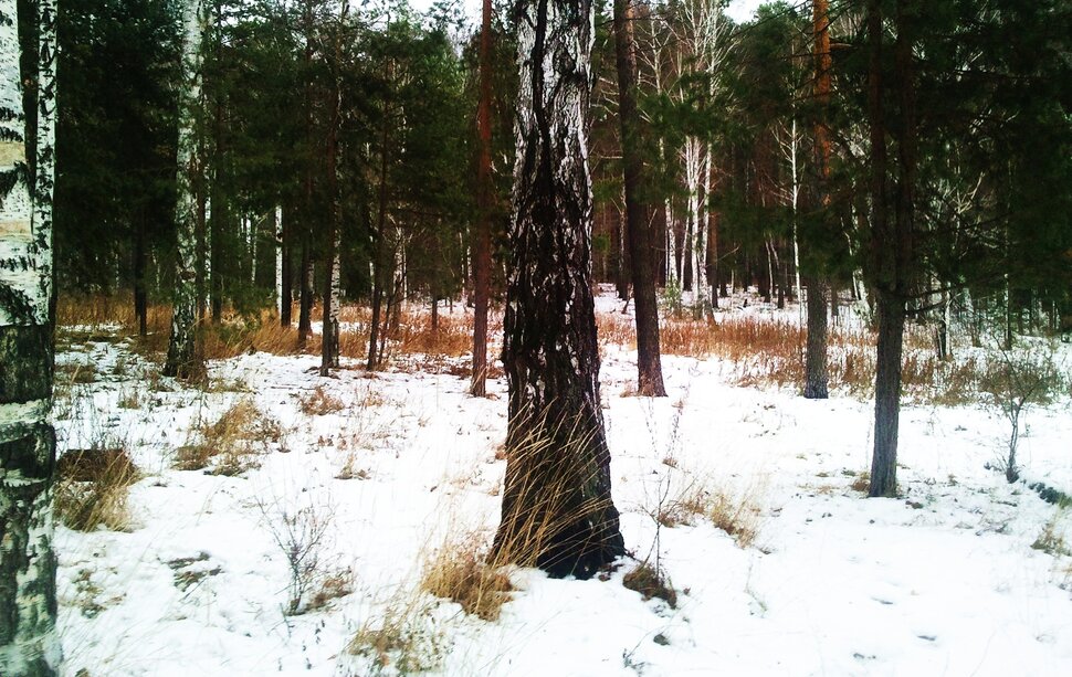 У березки