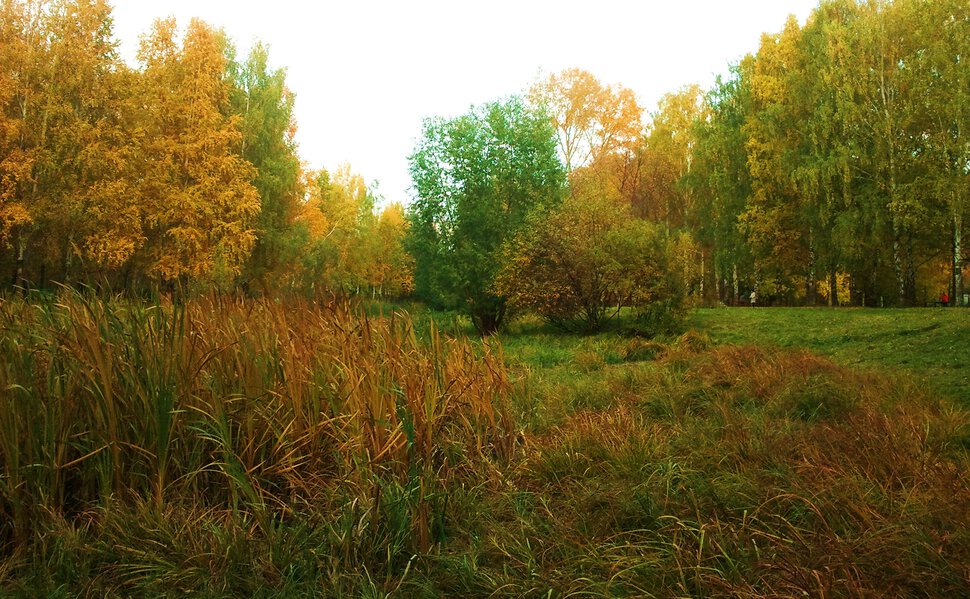 Пересохшее болотце и осень