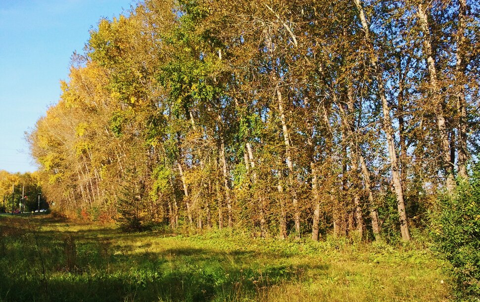 Склоненные деревца