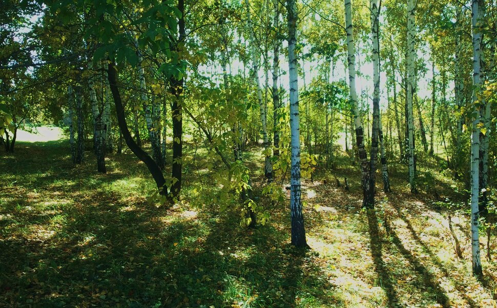 В осенней рощице