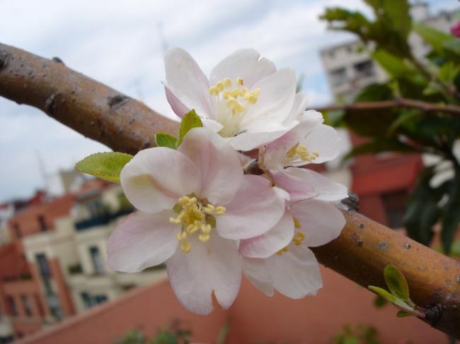 Яблоня цветёт 3