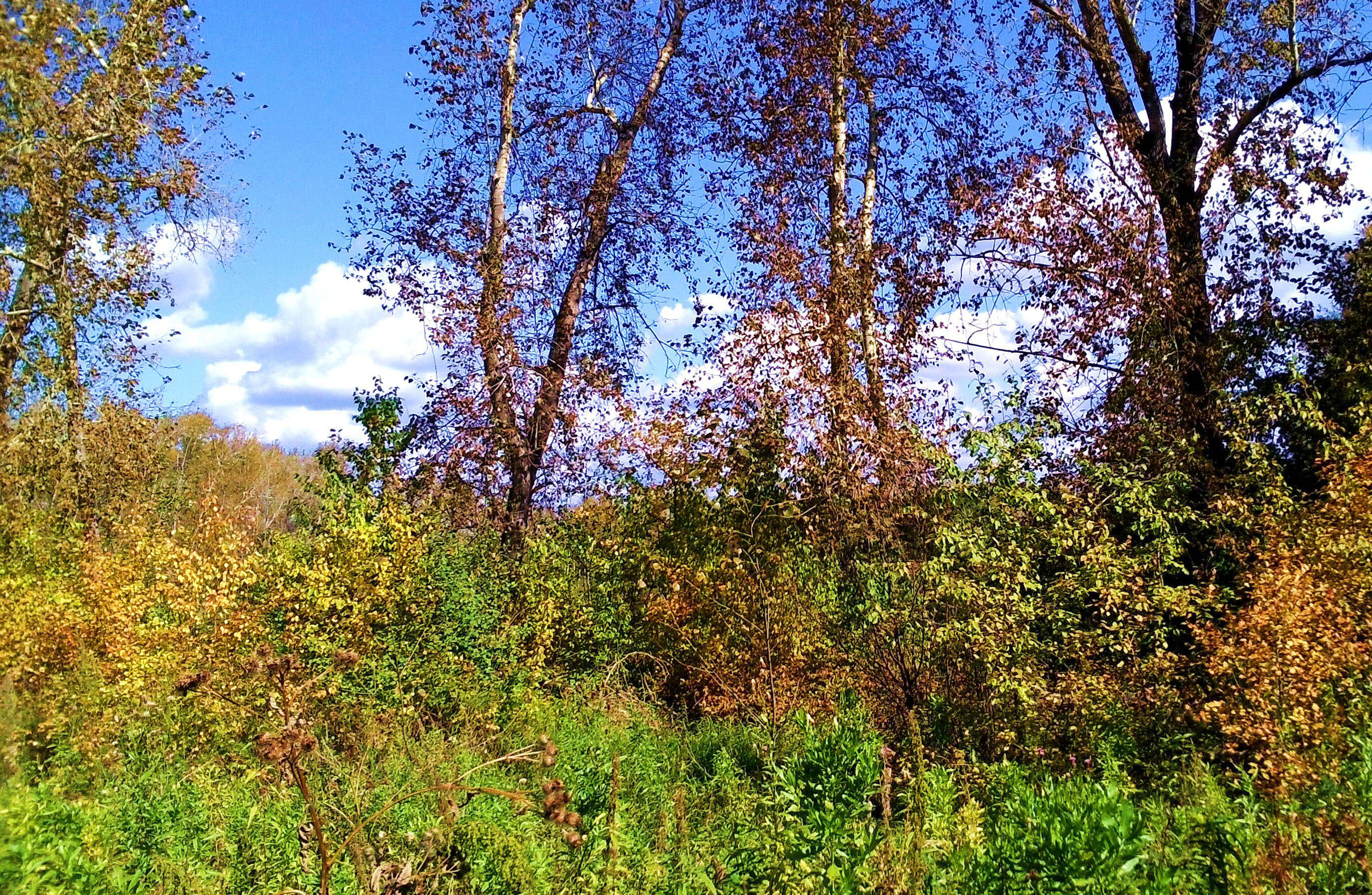 Бродить в перелеске