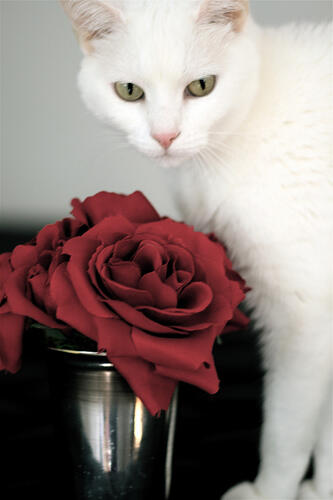 Red and white