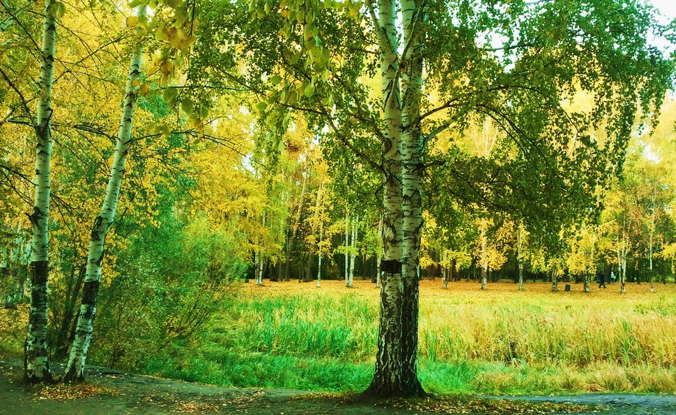 У осенней полянки