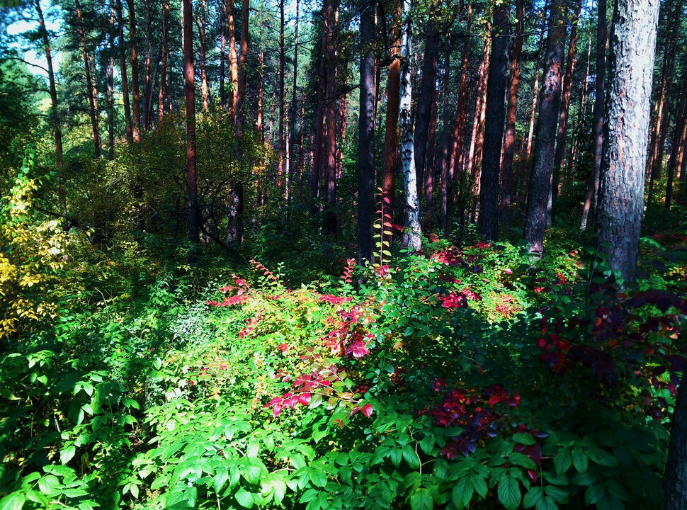 Красно-зеленый лес