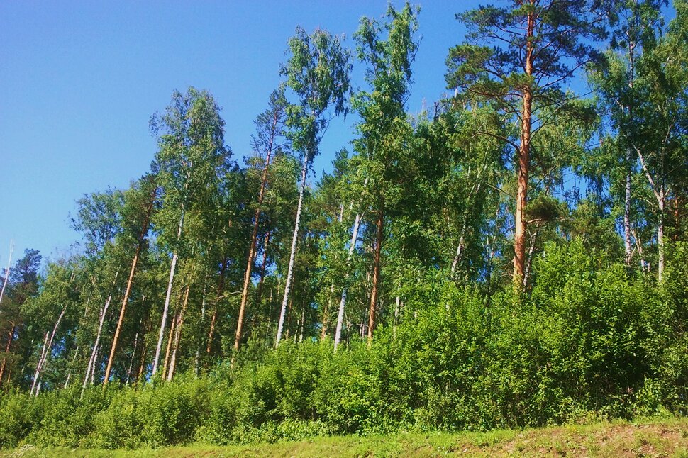 У лесочка
