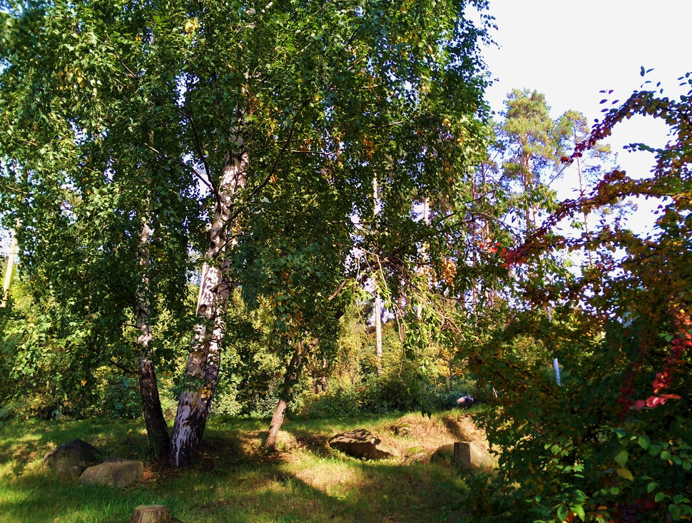 В лесу в начале сентября