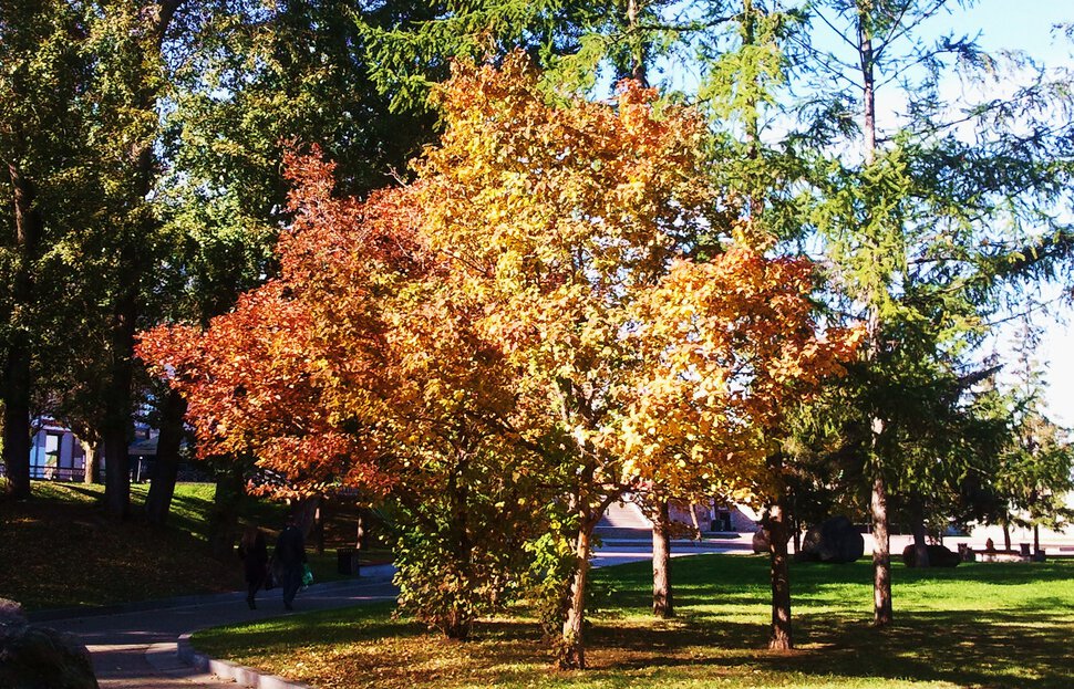 В парке осень