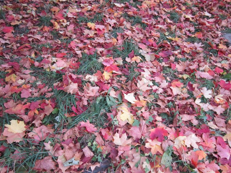 Осенняя палитра