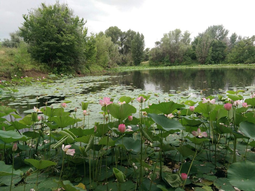 Старый деревенский пруд