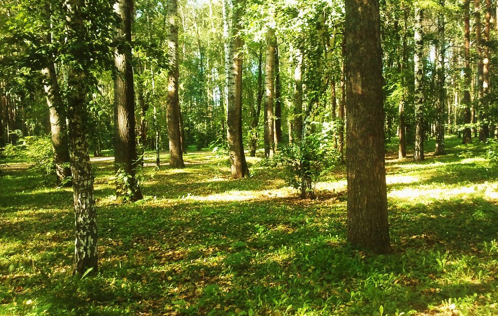 По лесочку