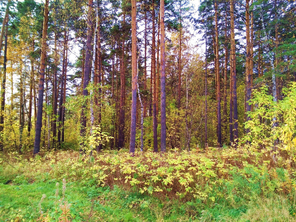 У соснового леса