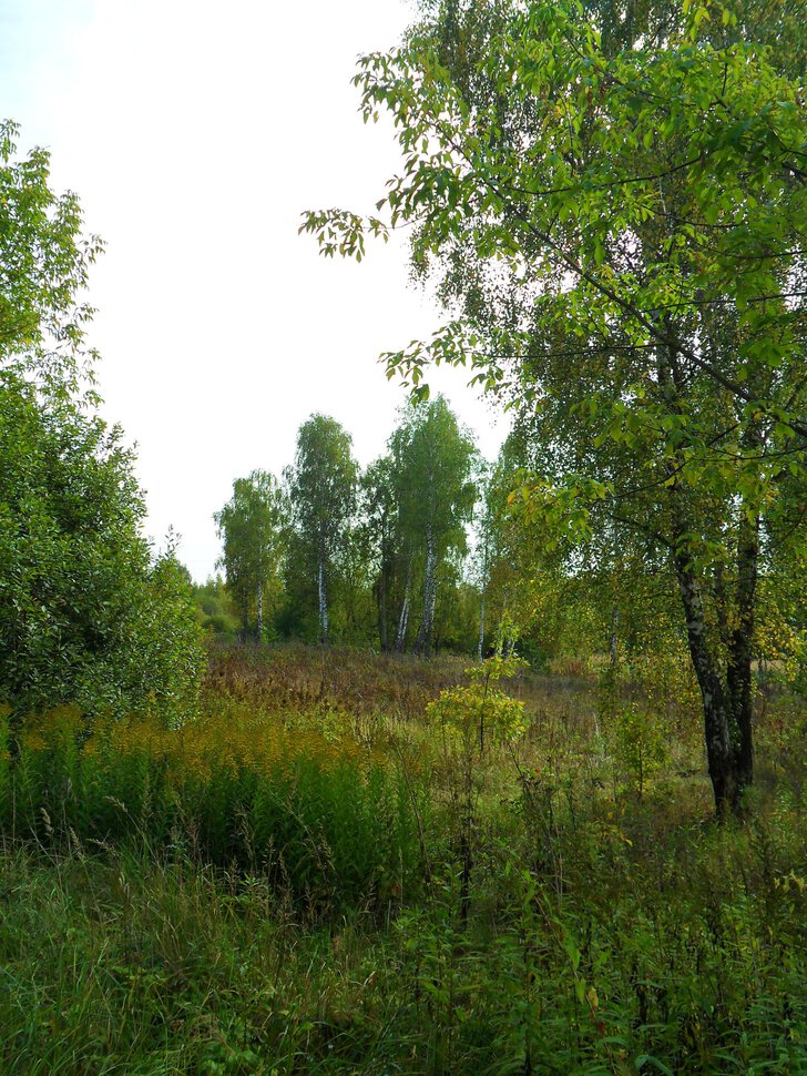 Чеховский лес в начале сентября