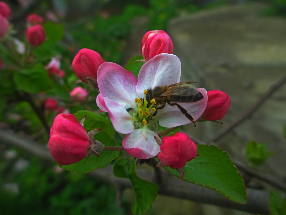 Цветет яблоня и пчелка