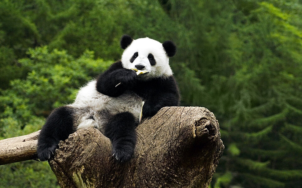 Панда шарм