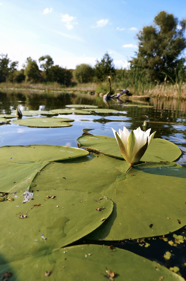 Лилии распускаются... - змей из воды подымается