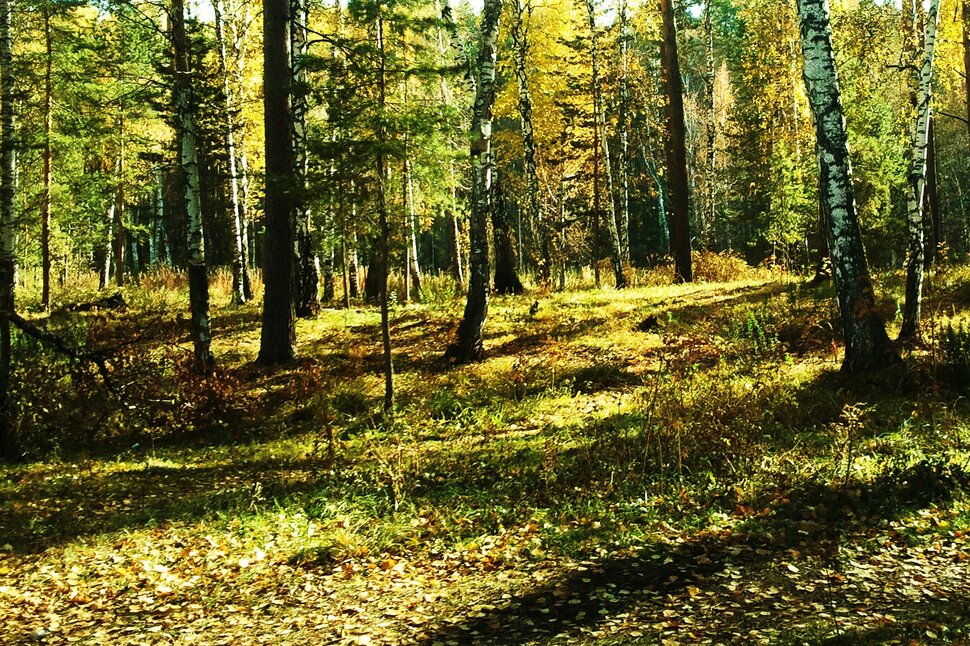 В осенних лучах