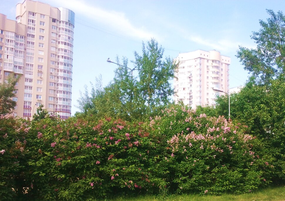 В парке летом