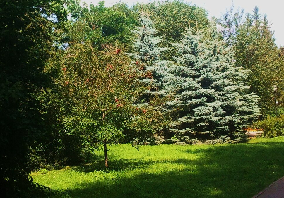 Август