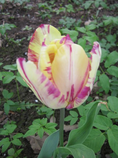 Полосатый тюльпан