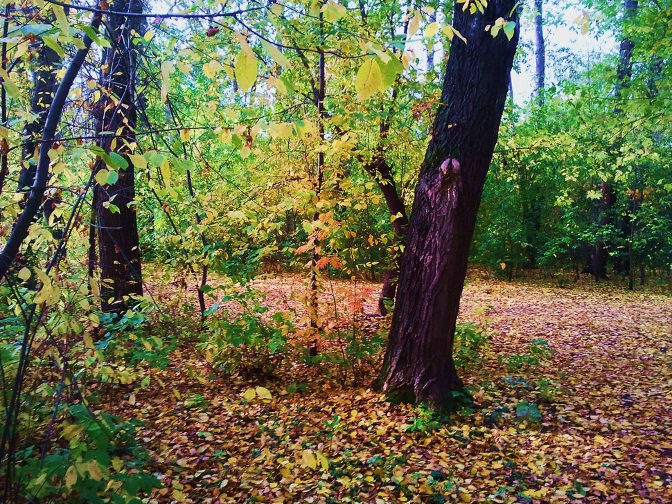 В осеннем полумраке