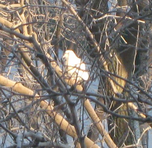 Белый голубь и зима