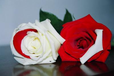 Красная роза белая