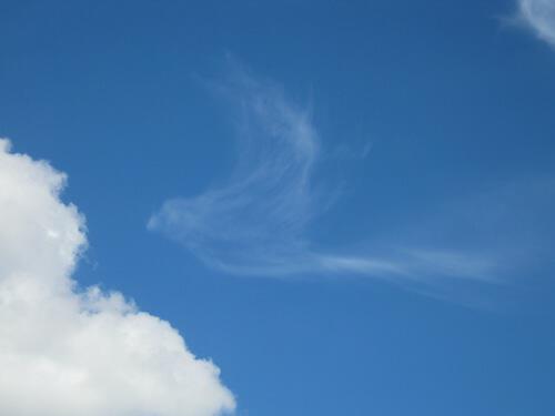 Облако птица