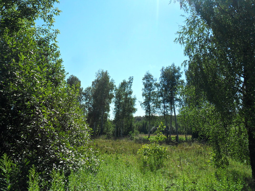 На полянке,средь летних берёзок