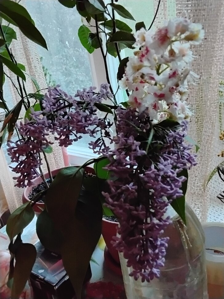 Сирень и каштан