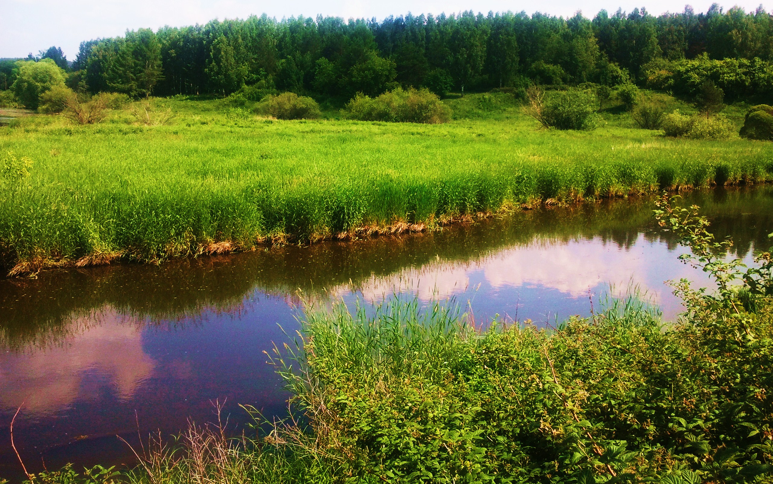 Пойма это простыми словами. Река Питомша. Река Пойма Челябинск. Река Велва. Растения реки Патрушиха.
