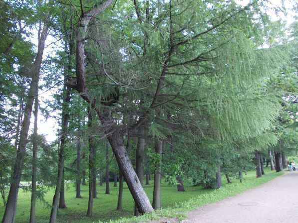 Санкт-Петербург - Прогулка на Елагин остров