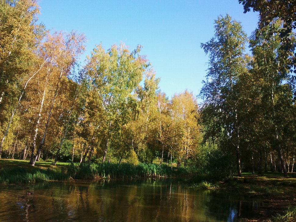 У лесного озерца