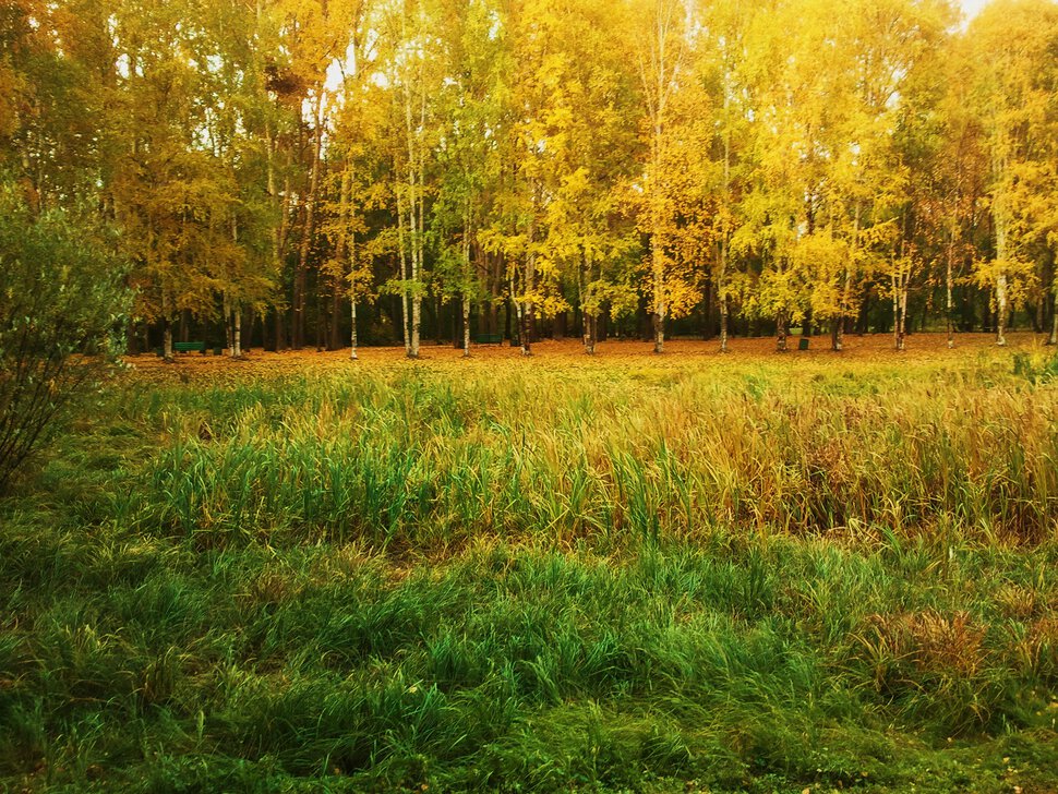 Осенняя полянка