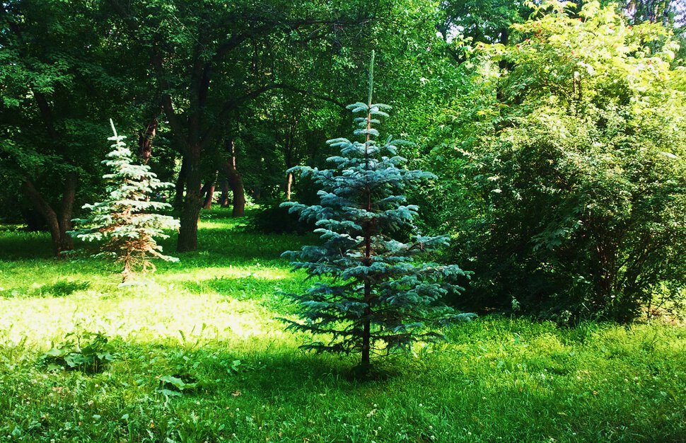 В лесу родилась ёлочка