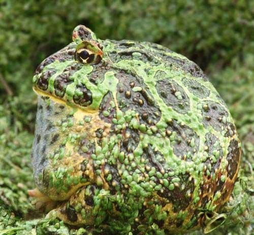 Зеления жаба