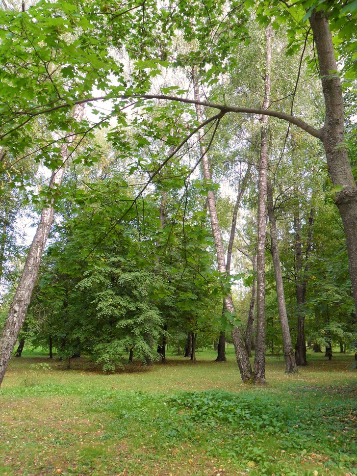 Чеховский лес в начале сентября