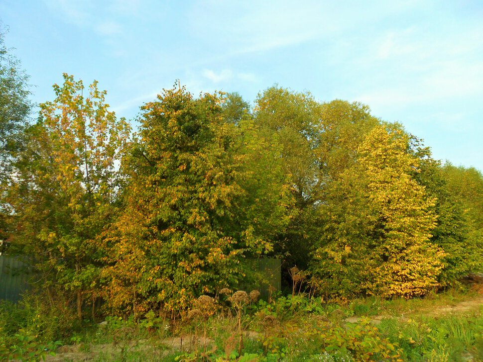 Чеховский лес в начале сентября