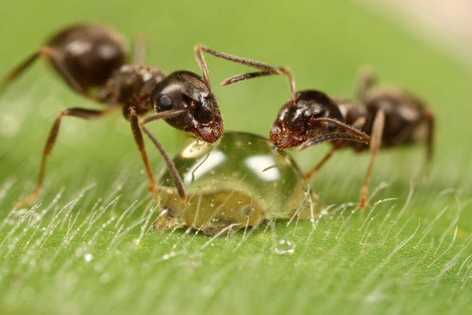 Пьющие муравьи