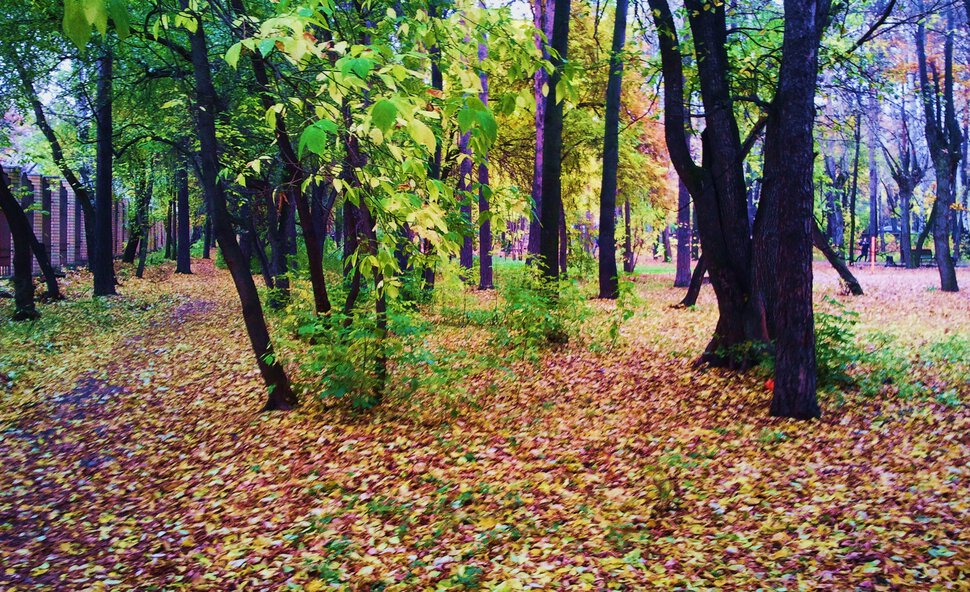 В осеннем парке