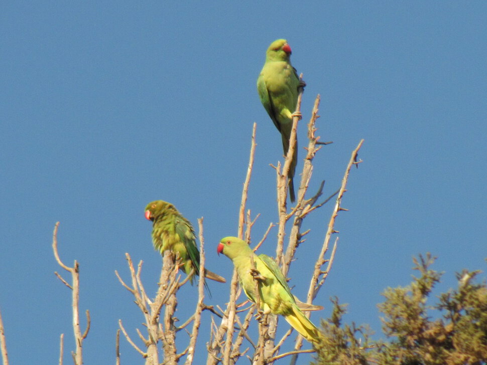 Зеленые попугаи