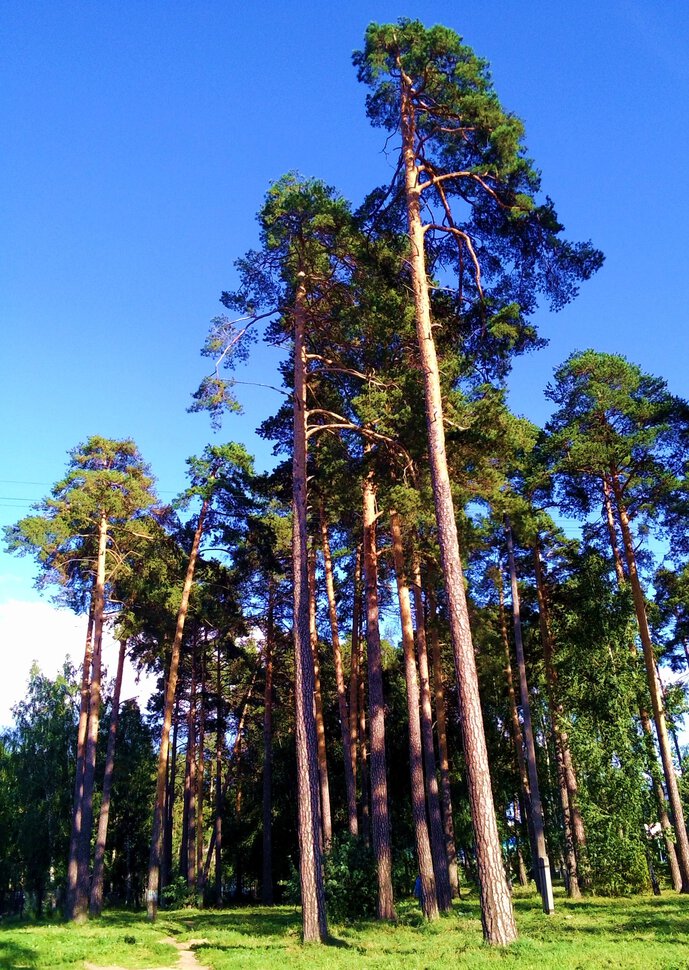 Лесок в городе