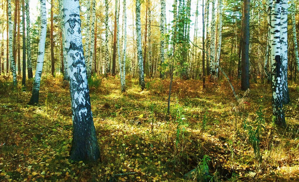 Осень в березовом лесочке
