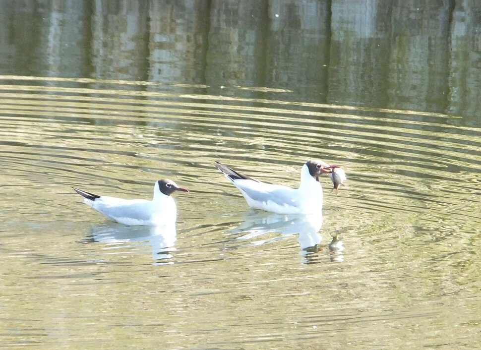 Чайки на пруду