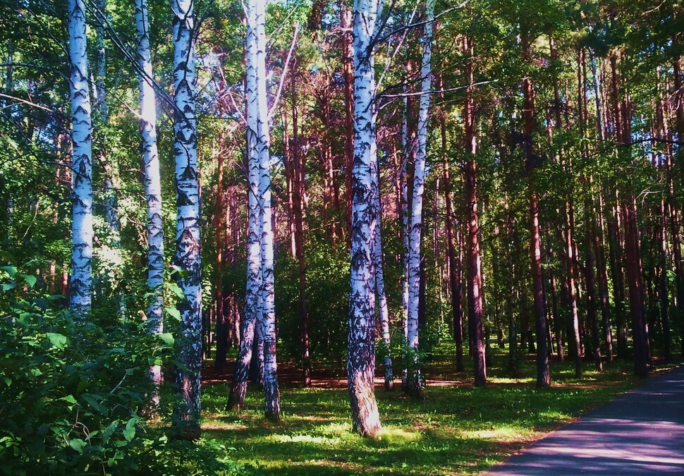 По тропинке у березок