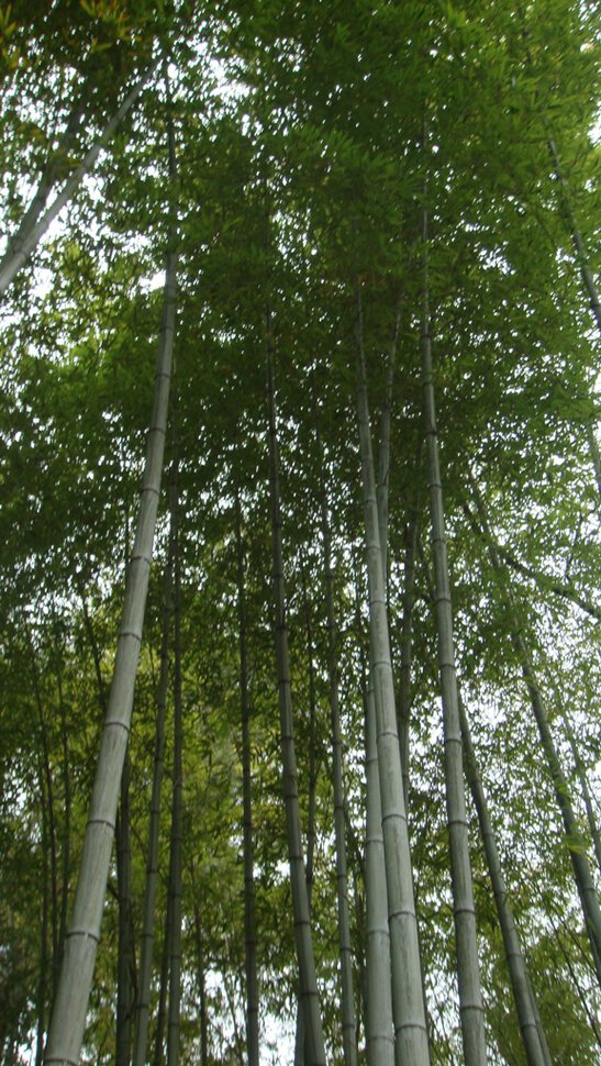 Пустой бамбук и только