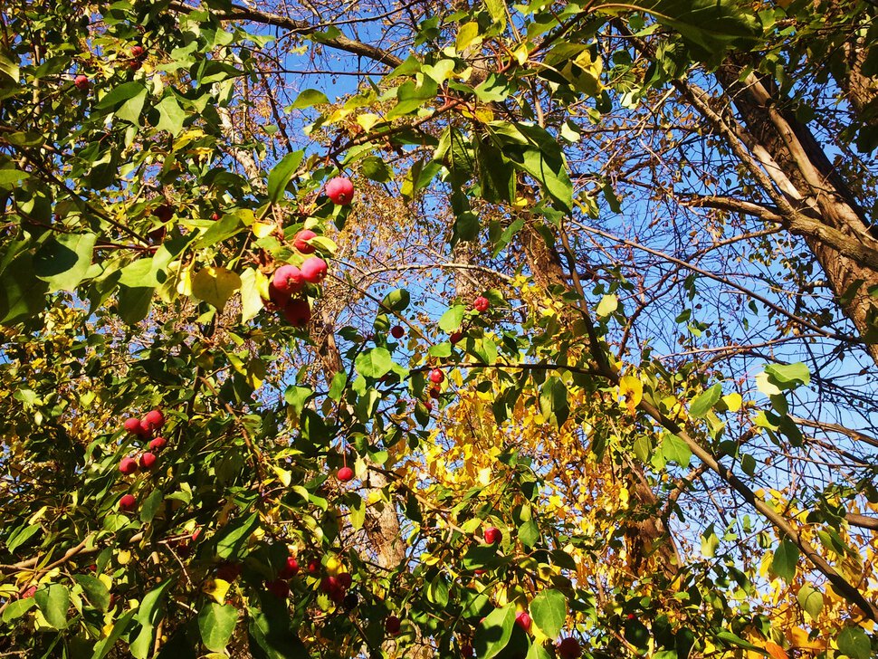 Синее небо сквозь осеннюю листву