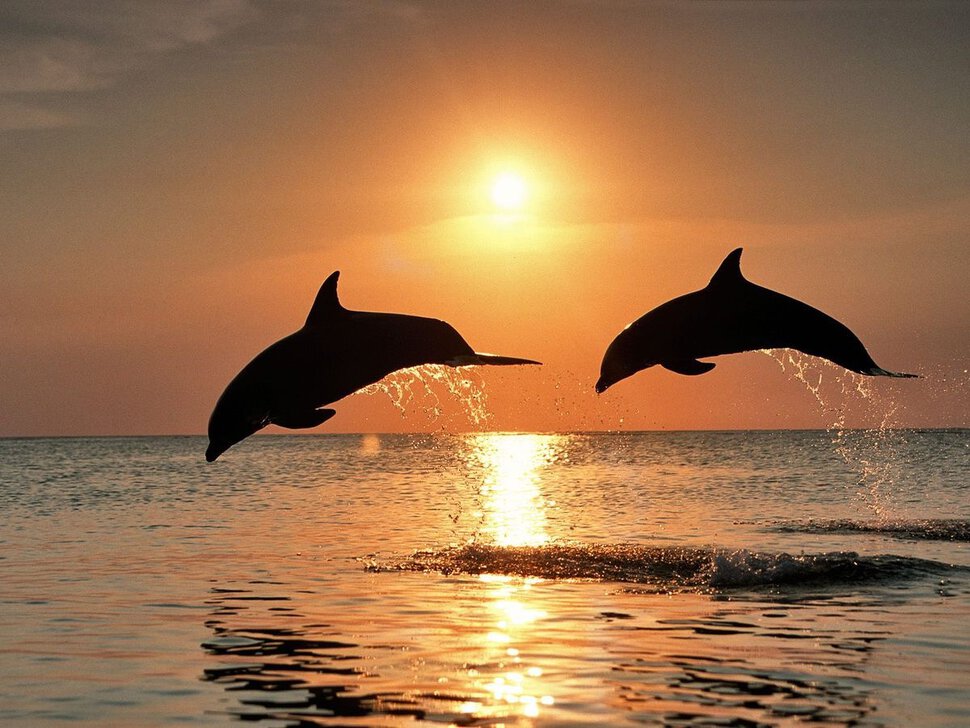 Явленный мир. Дельфины
