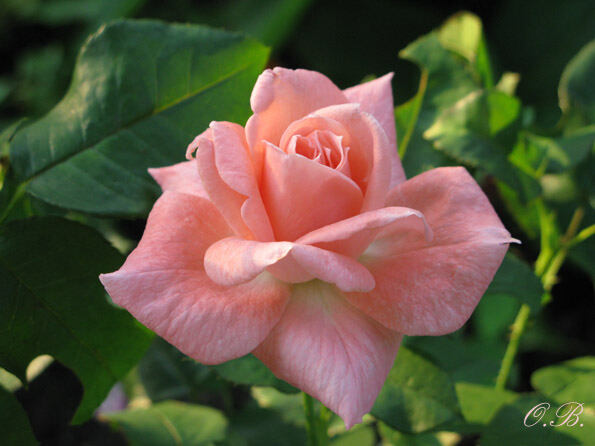 Красавица Роза