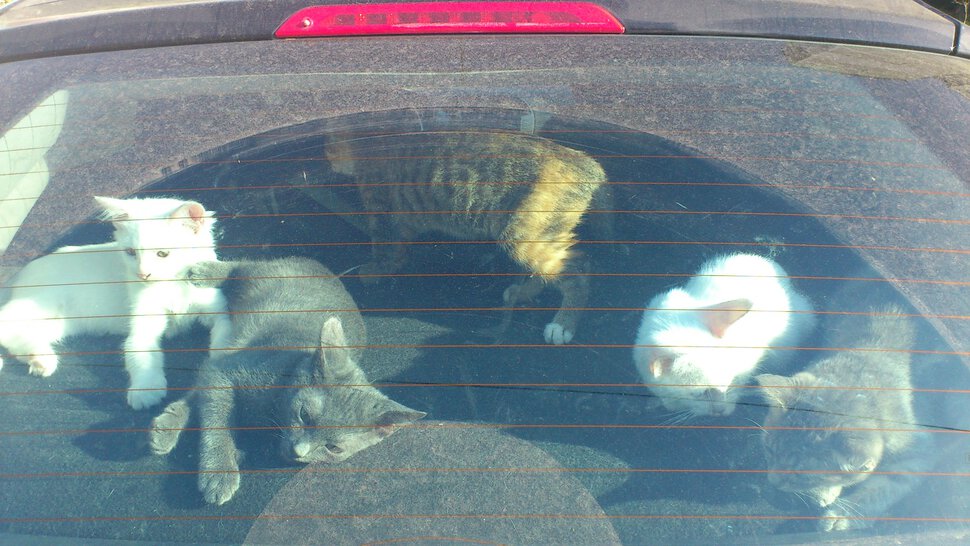 Котята в автомобиле